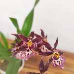 Oncidium Titanium V.9