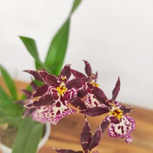 Oncidium Titanium V.9