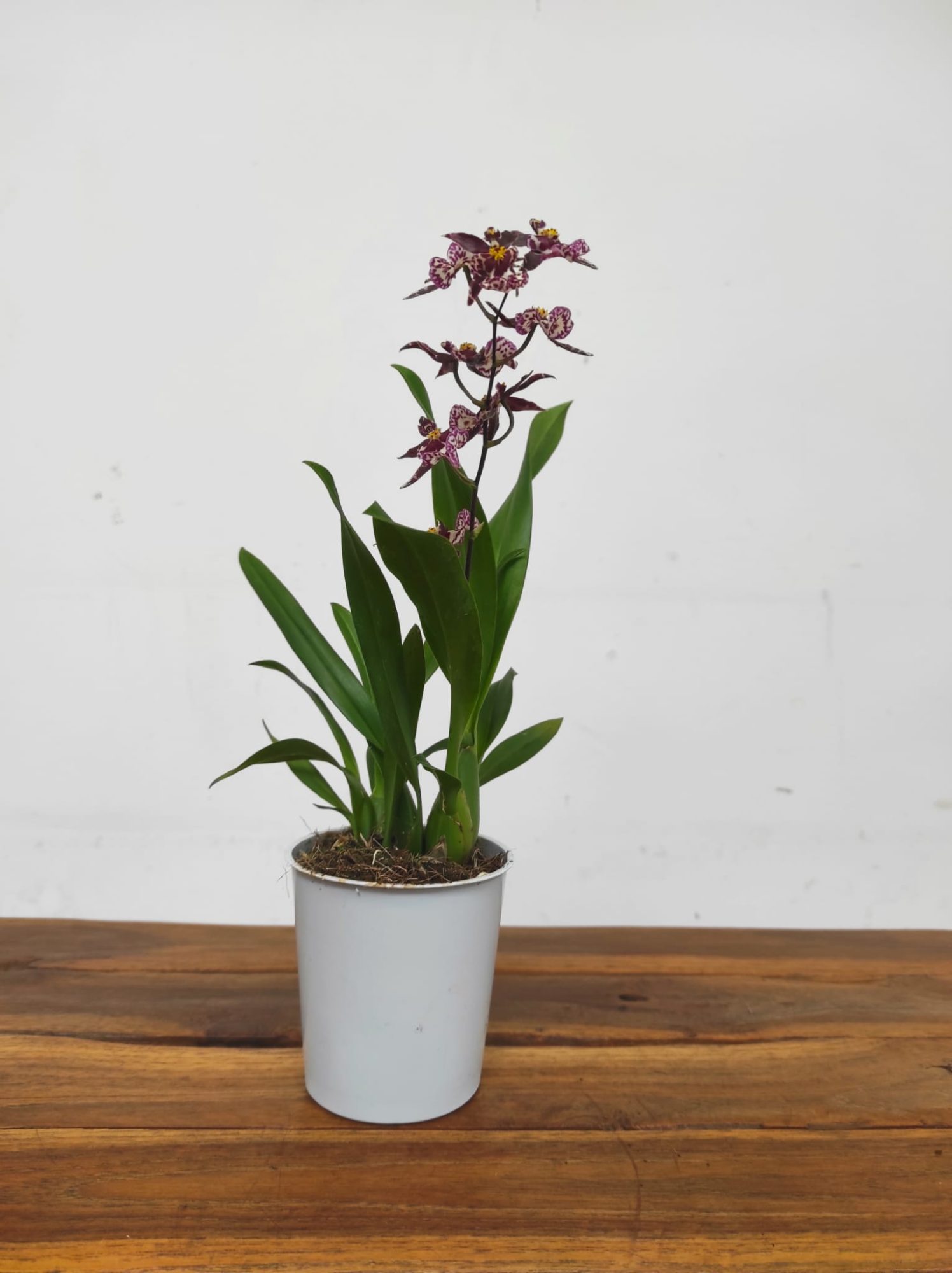 Imagem WhatsApp 2025-12-05 às 13.43.56_f58c7a24