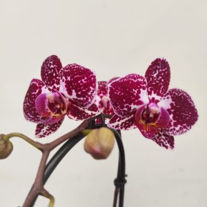 Phalaenopsis V.9