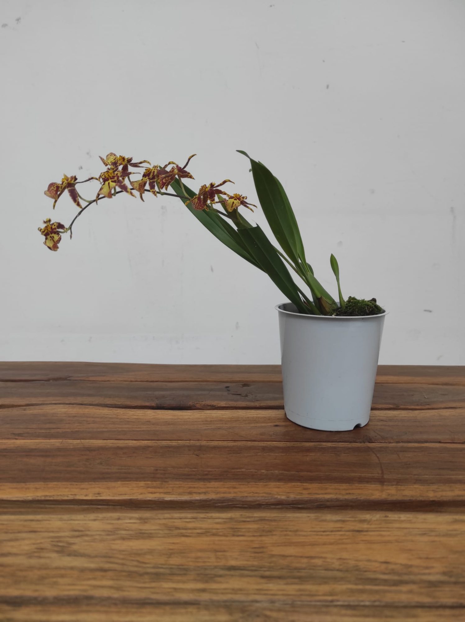 Imagem WhatsApp 2025-12-05 às 13.43.57_322f8633