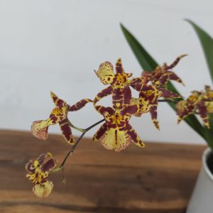 Oncidium Titanium V.9