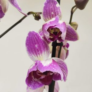 Phalaenopsis V.12