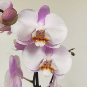 Phalaenopsis V.12
