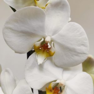 Phalaenopsis V.12