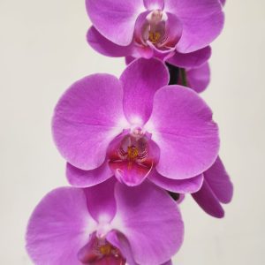 Phalaenopsis V.12