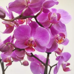 Phalaenopsis V.12