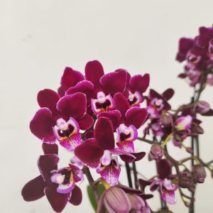 Phalaenopsis V.12
