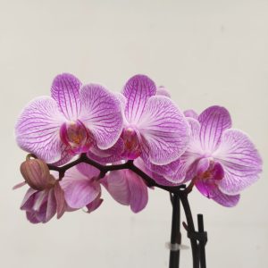 Phalaenopsis V.12