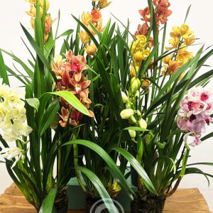 Conjunto 6 Cymbidiuns - Pai Natal