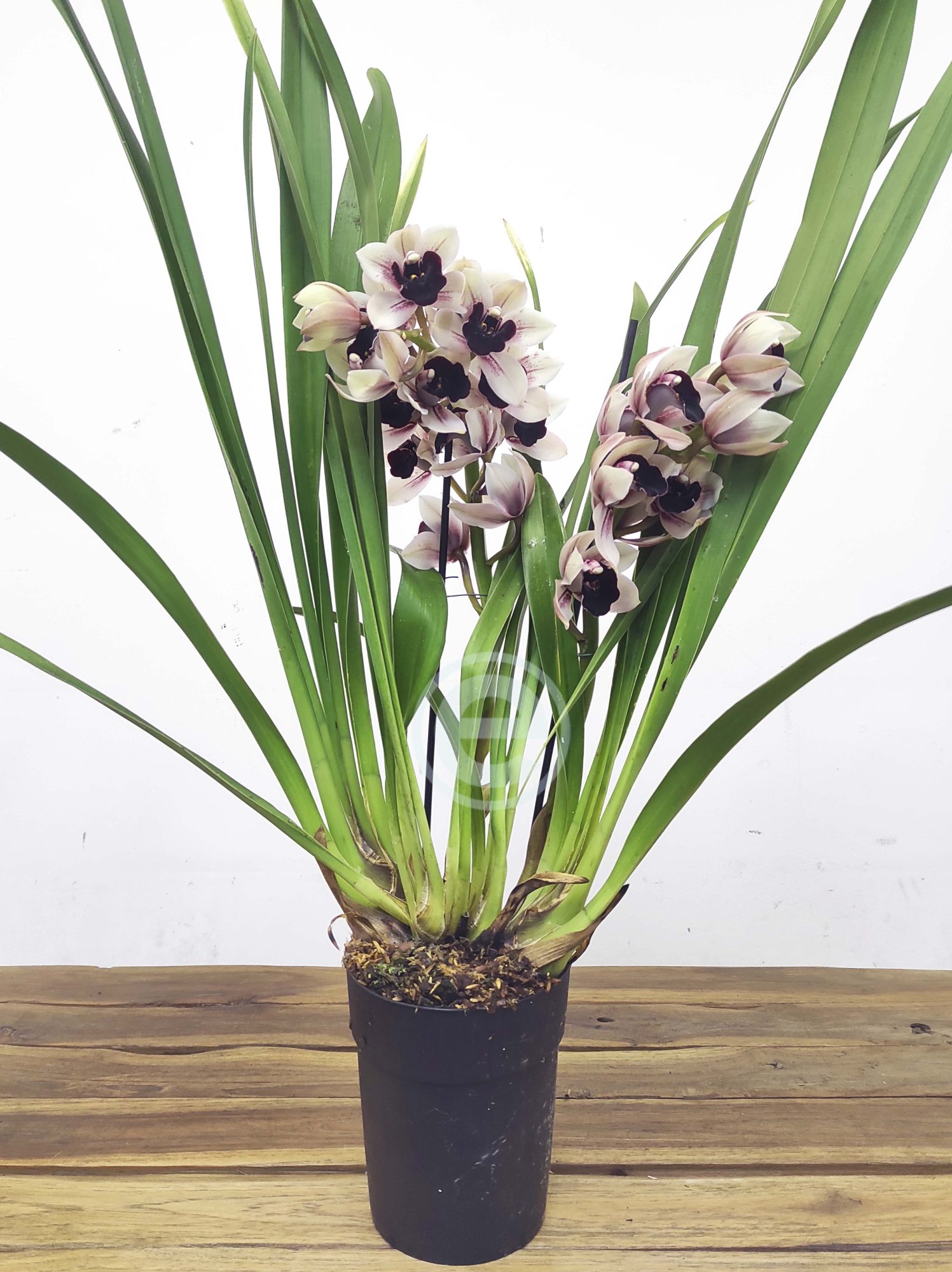 Cymbidium Una Creedon - Image 2