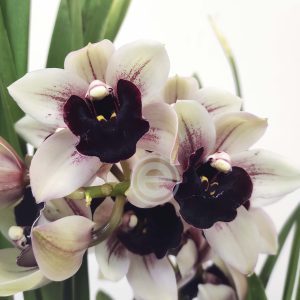 Cymbidium Una Creedon