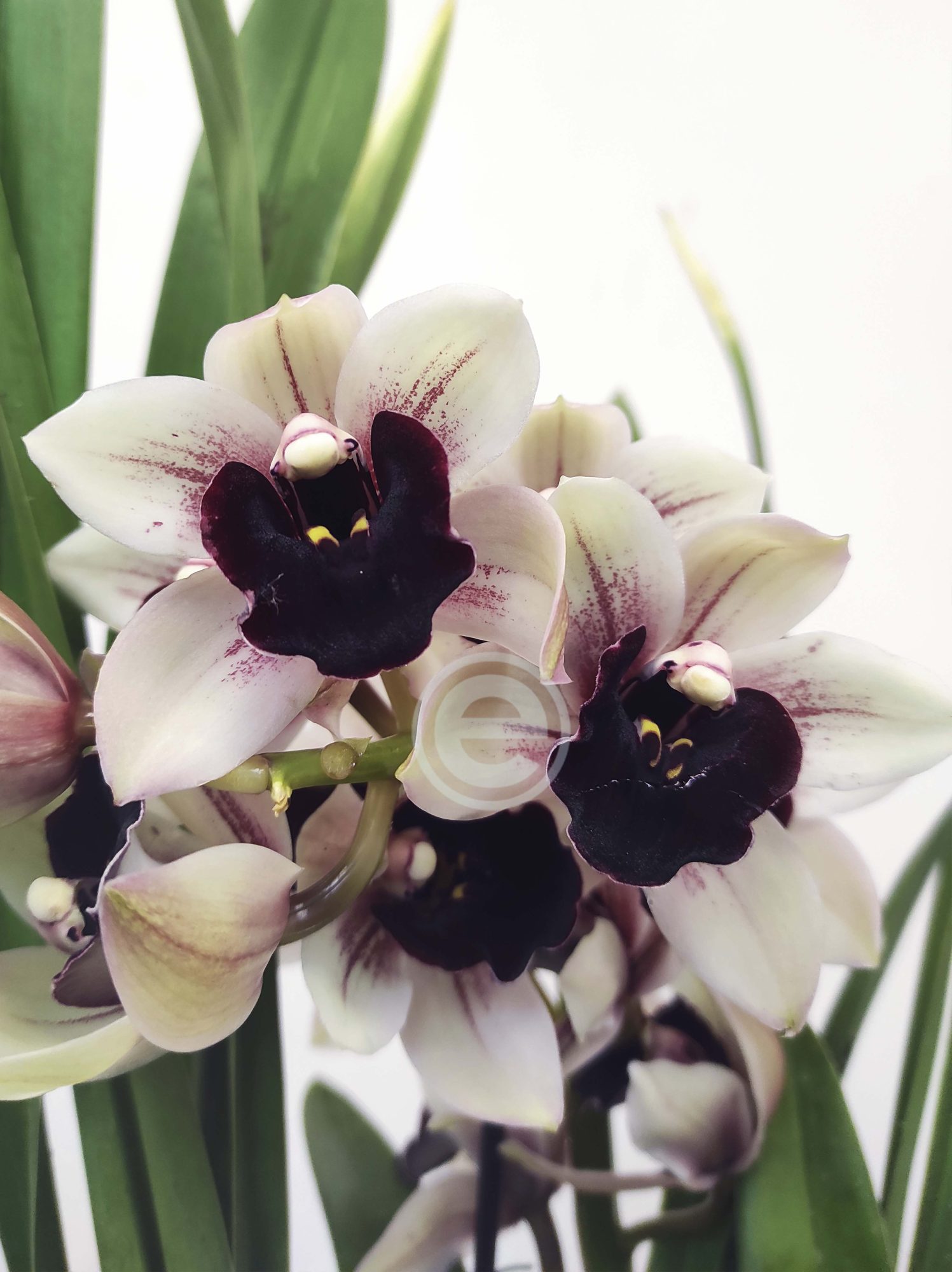 Cymbidium Una Creedon