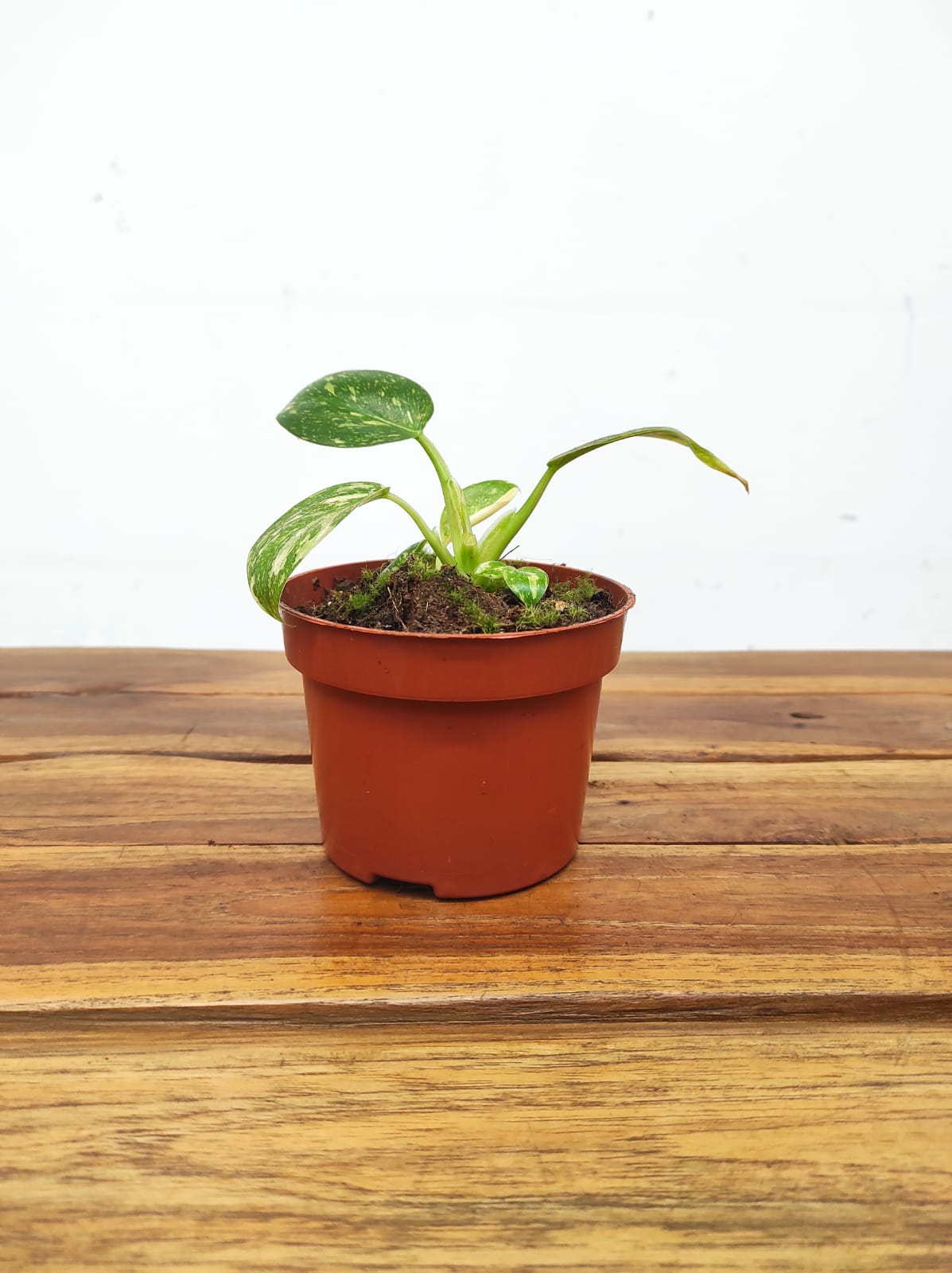 Philodendron 'Green Congo' - Image 2