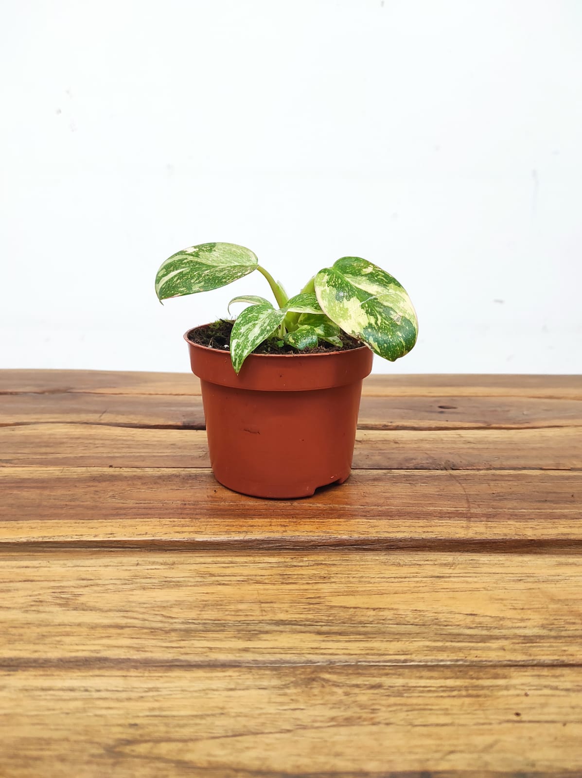 Philodendron 'Green Congo' - Image 2