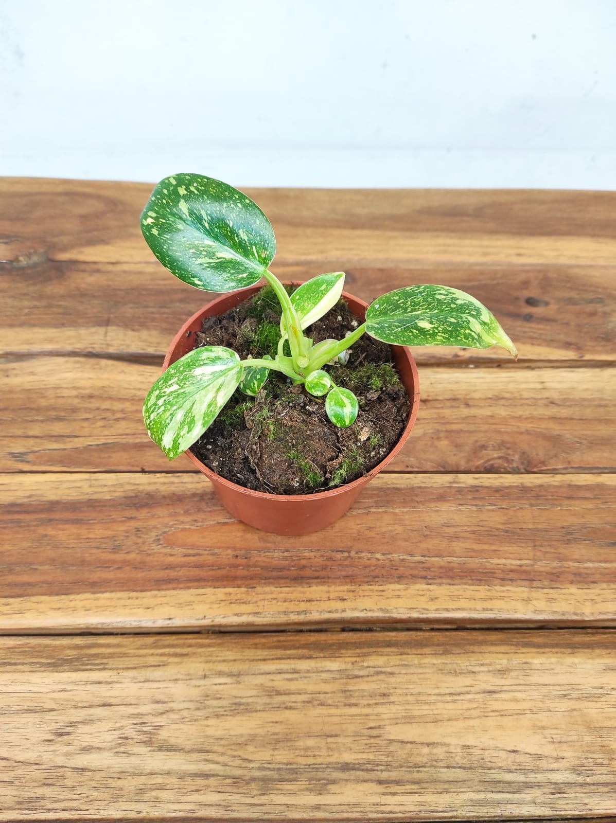 Philodendron 'Green Congo'