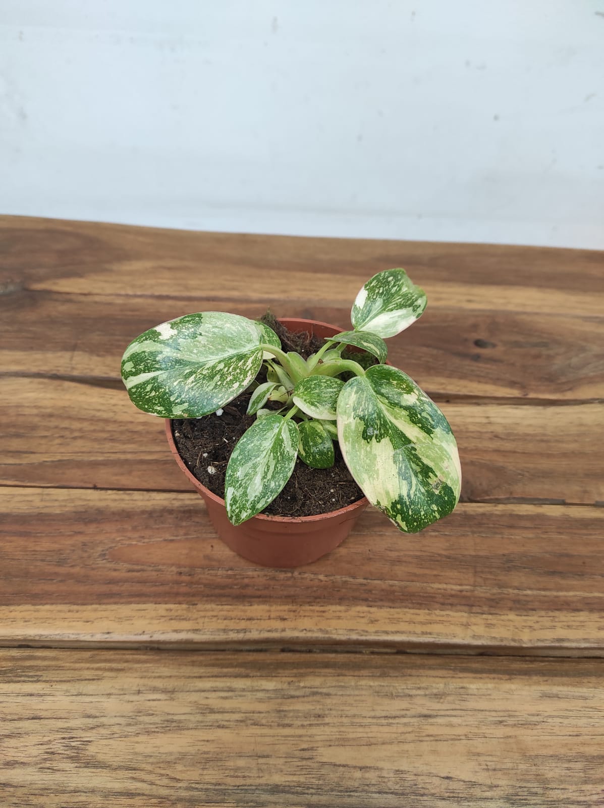 Philodendron 'Green Congo'