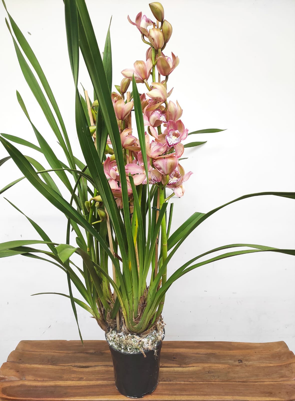 Cymbidium Especial - Image 2