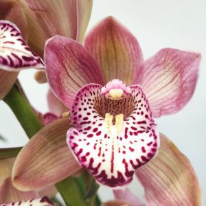 Cymbidium Especial