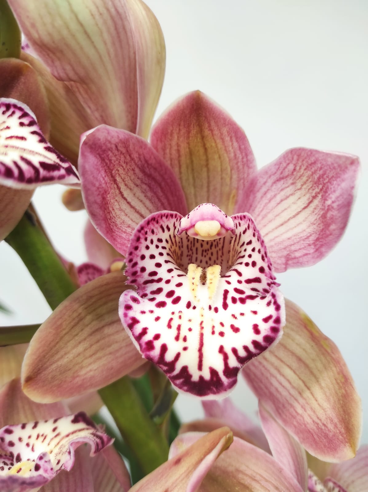 Cymbidium Especial