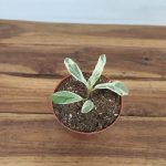 Ficus Lyrata Variegata