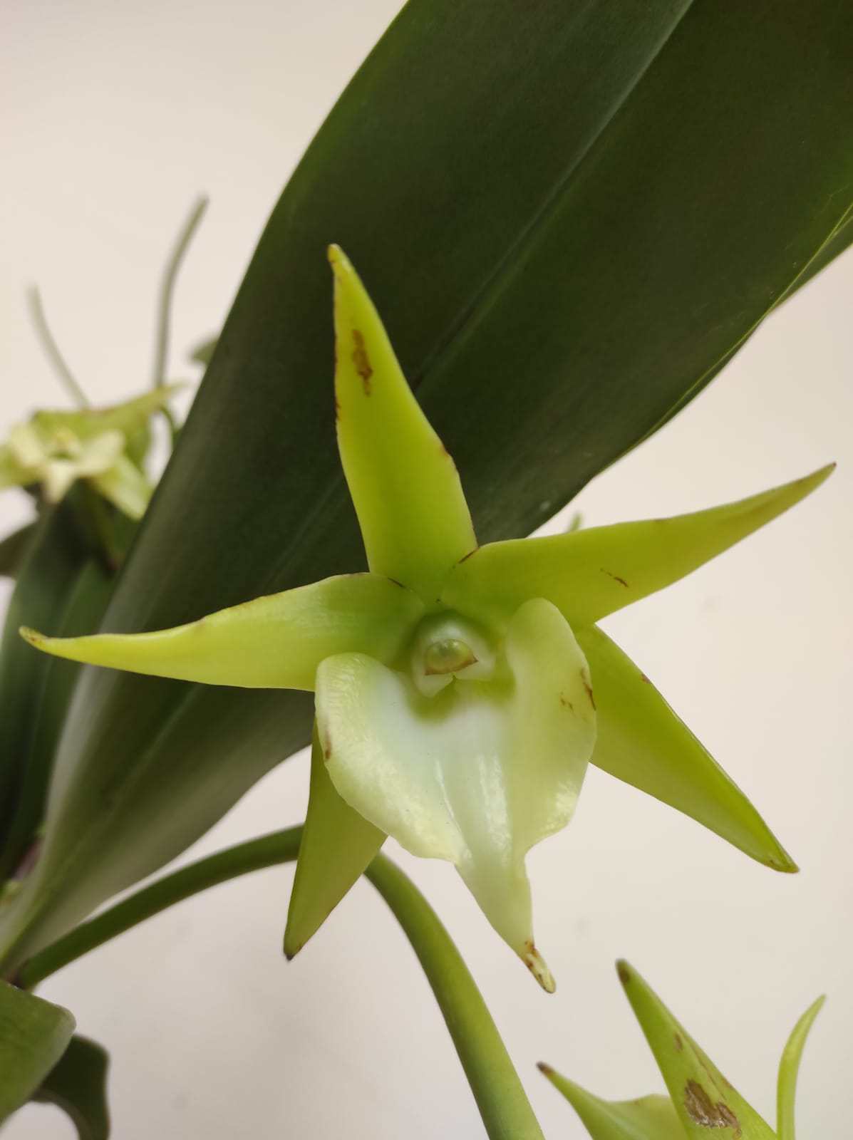 Angraecum Veitchii - Image 2