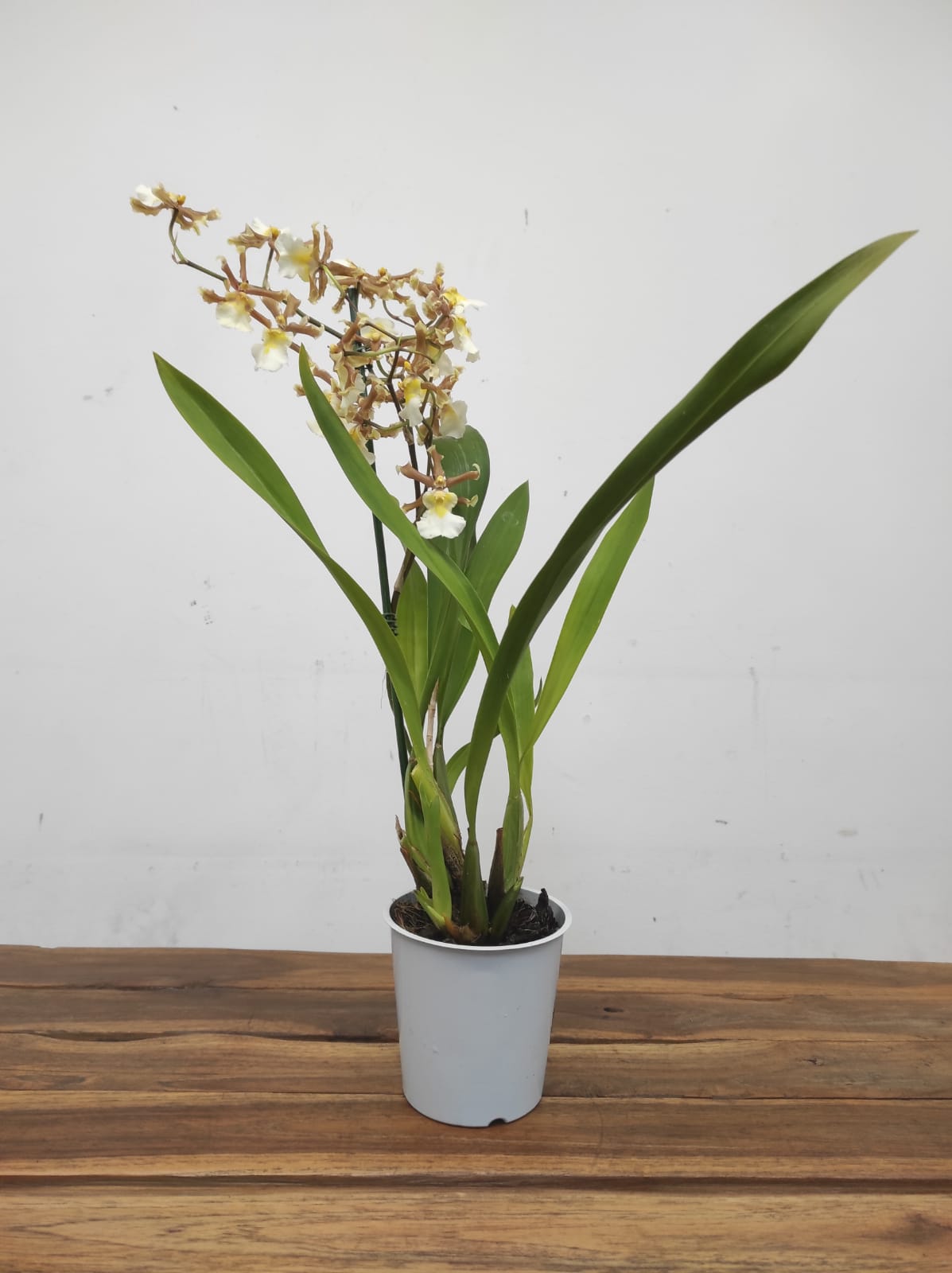 Cambria 1 Haste - Image 2