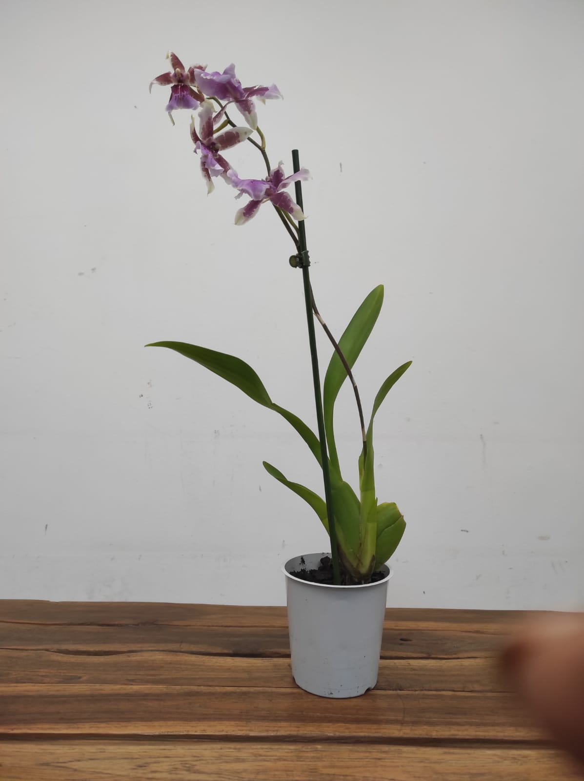 Cambria 1 Haste - Image 2