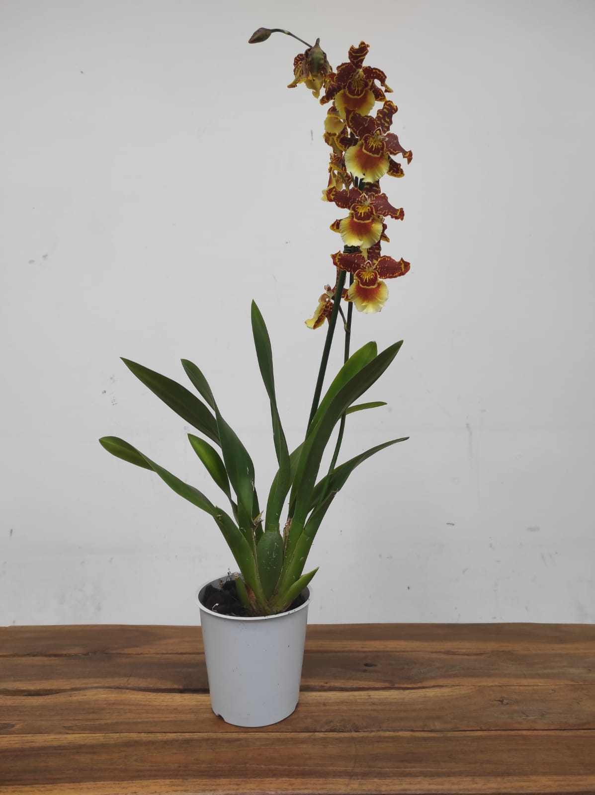 Cambria 1 Haste - Image 2