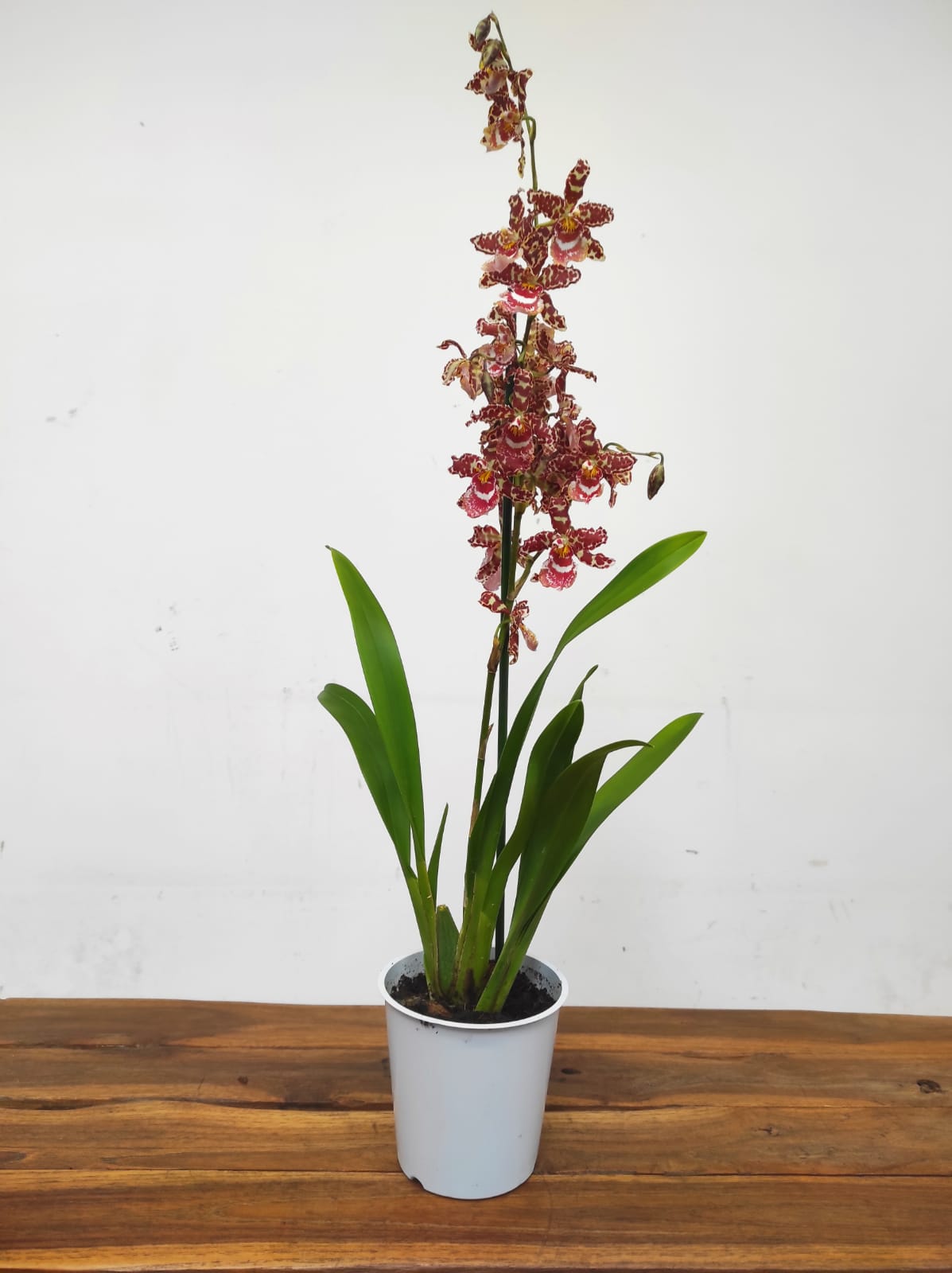 Cambria 1 Haste - Image 2