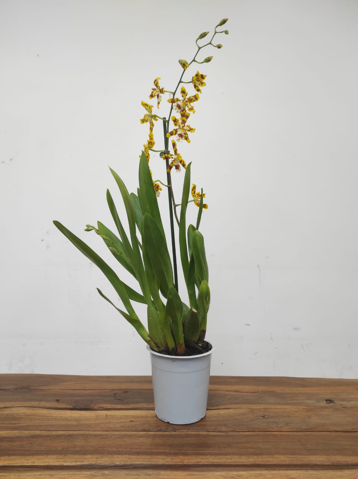 Cambria 1 Haste - Image 2