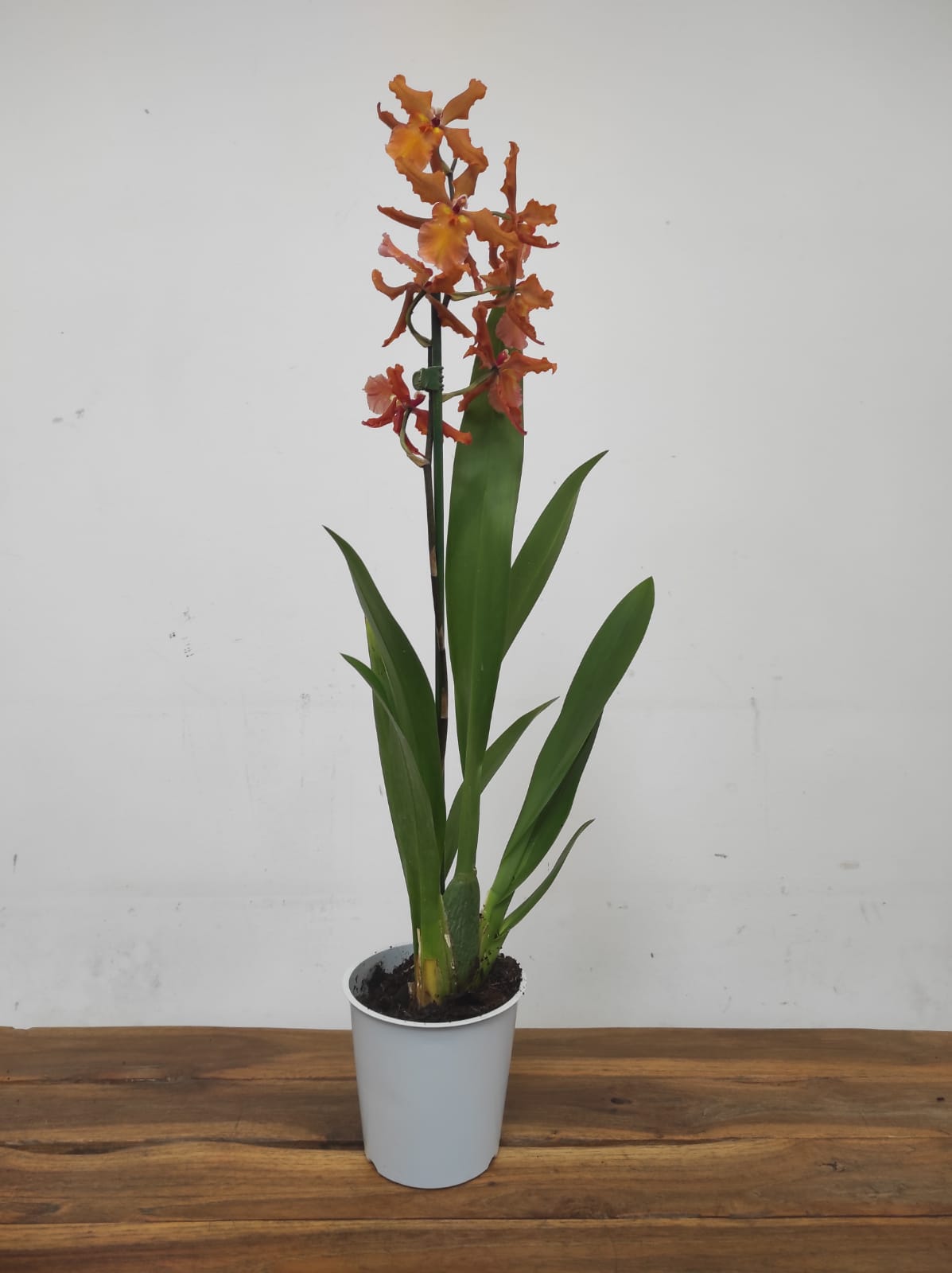 Cambria 1 Haste - Image 2