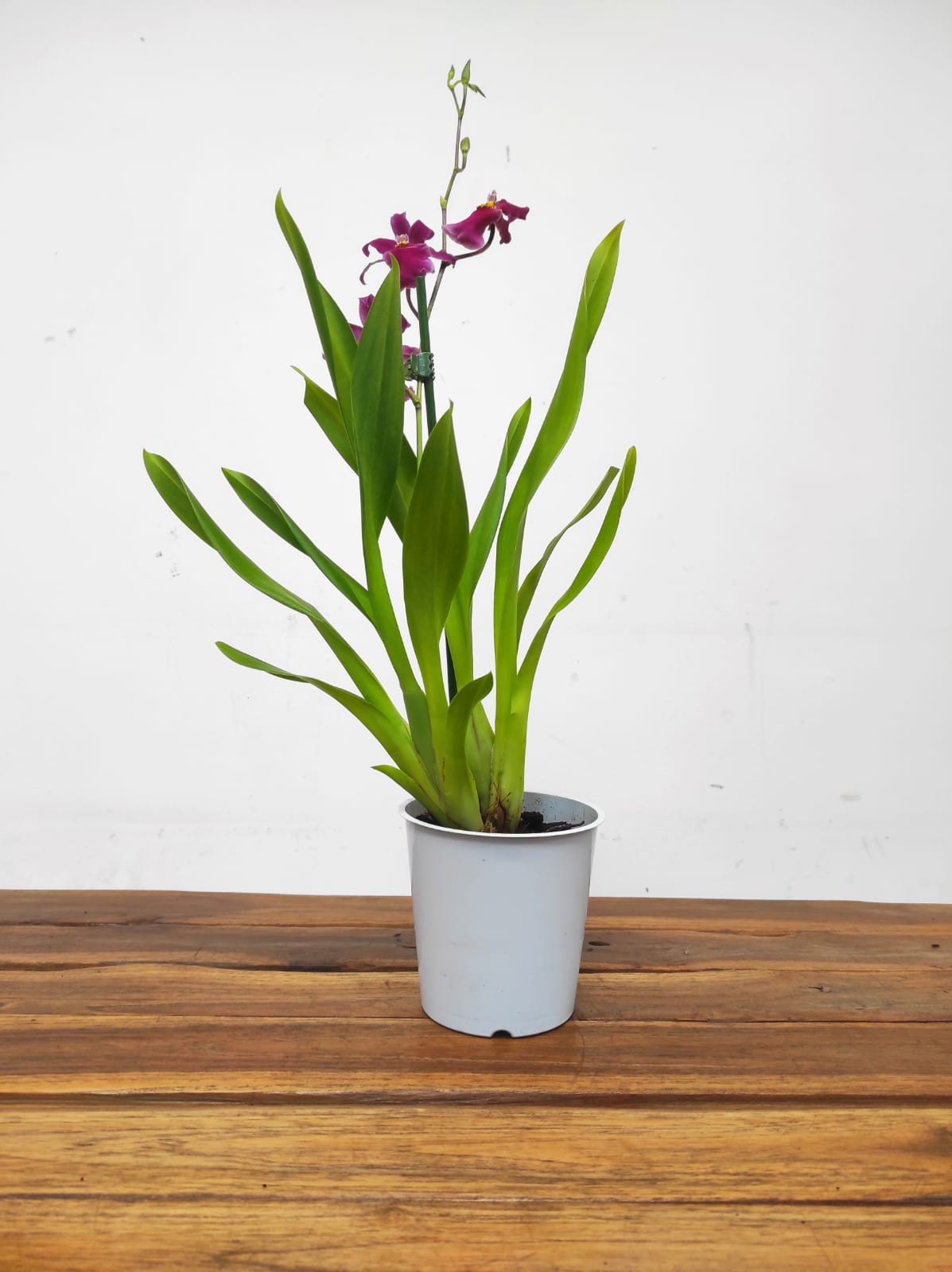 Cambria 1 Haste - Image 2