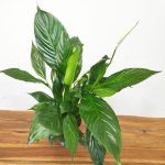 Spathiphyllum V.12