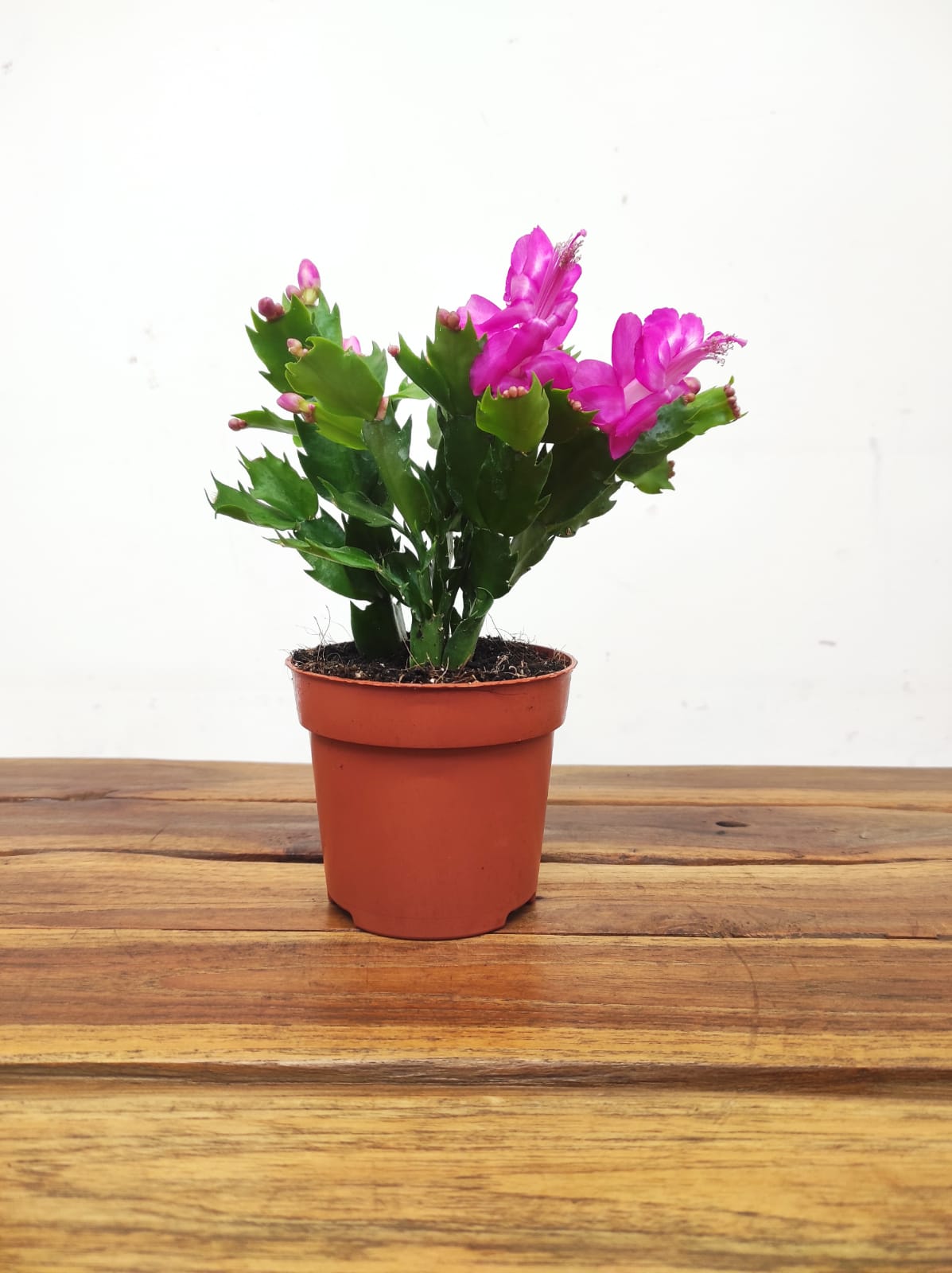 Schlumbergera - Image 2