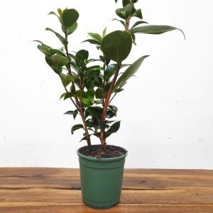 Camelia Japonica - Santorelli