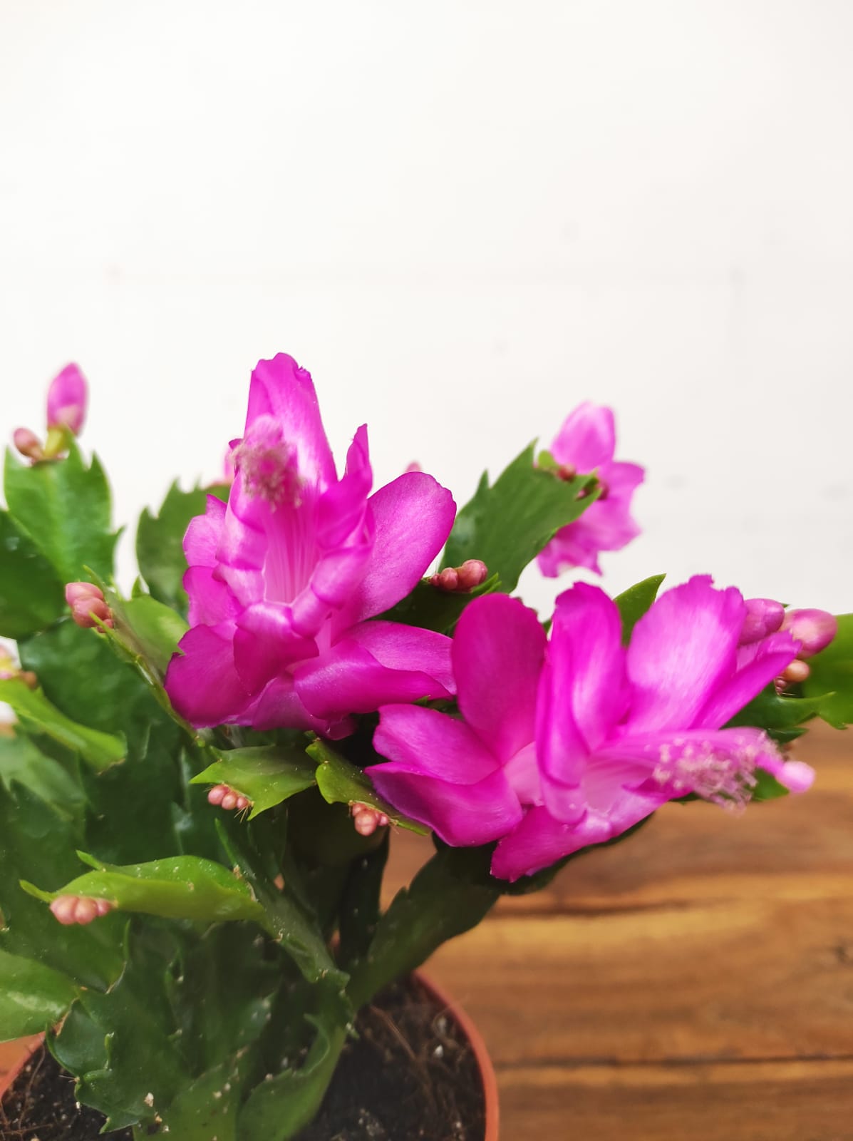 Schlumbergera