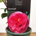 Camelia Japonica - Santorelli