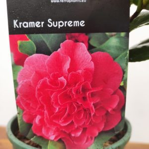Camelia Japonica - Kramer Supreme