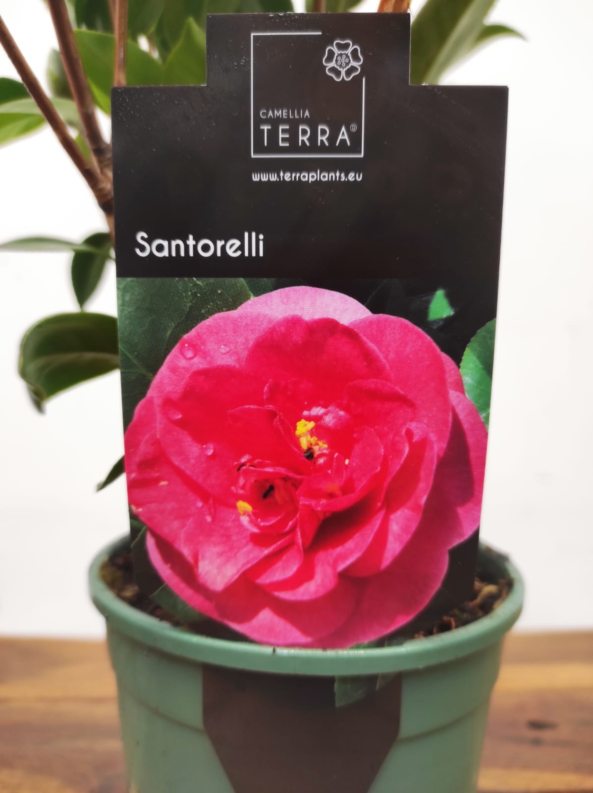 Camelia Japonica - Santorelli - Image 2