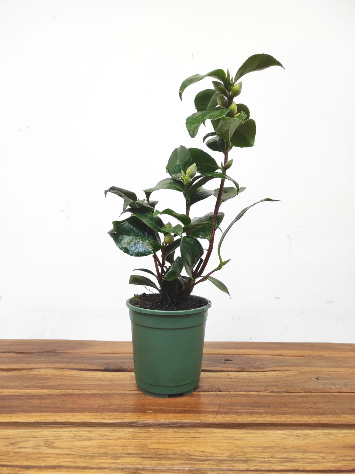 Camelia Japonica - Eugenia de Montijo