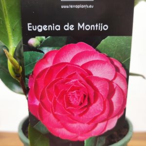 Camelia Japonica - Eugenia de Montijo