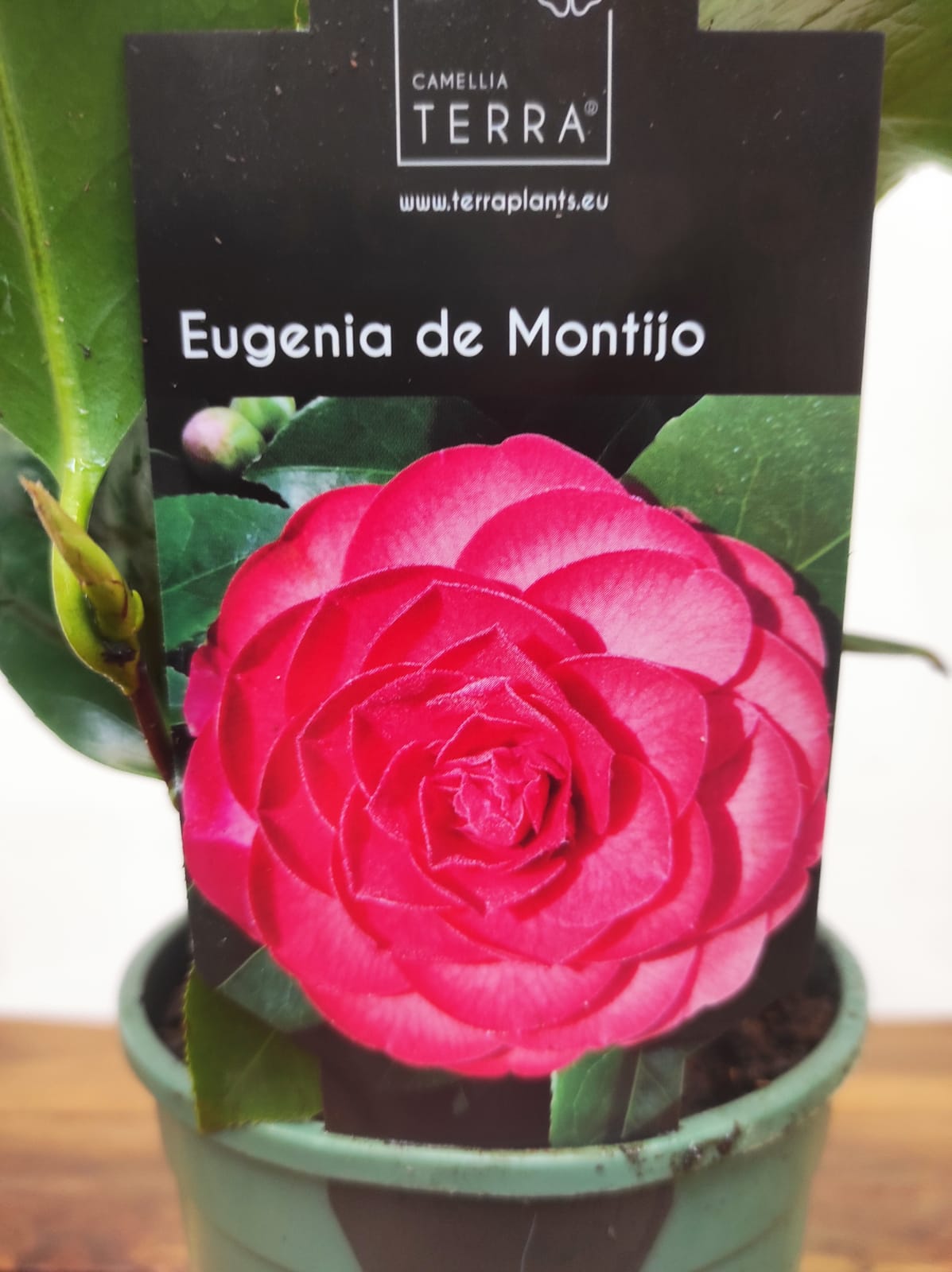 Camelia Japonica - Eugenia de Montijo - Image 2