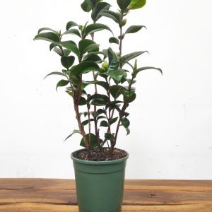 Camelia Japonica - Virginia Franco