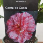 Camelia Japonica - Comte de Gomer