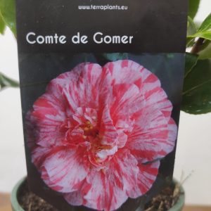 Camelia Japonica - Comte de Gomer