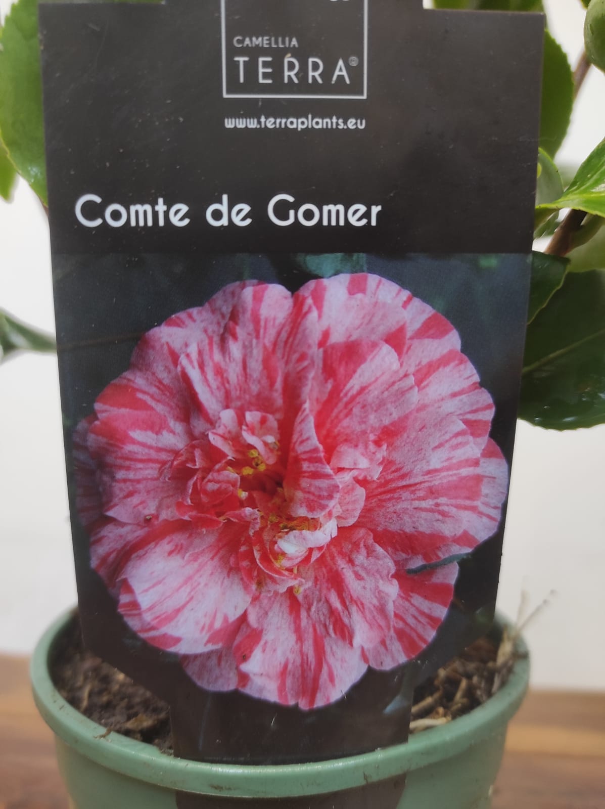 Camelia Japonica - Comte de Gomer - Image 2