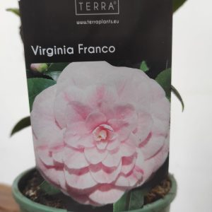 Camelia Japonica - Virginia Franco