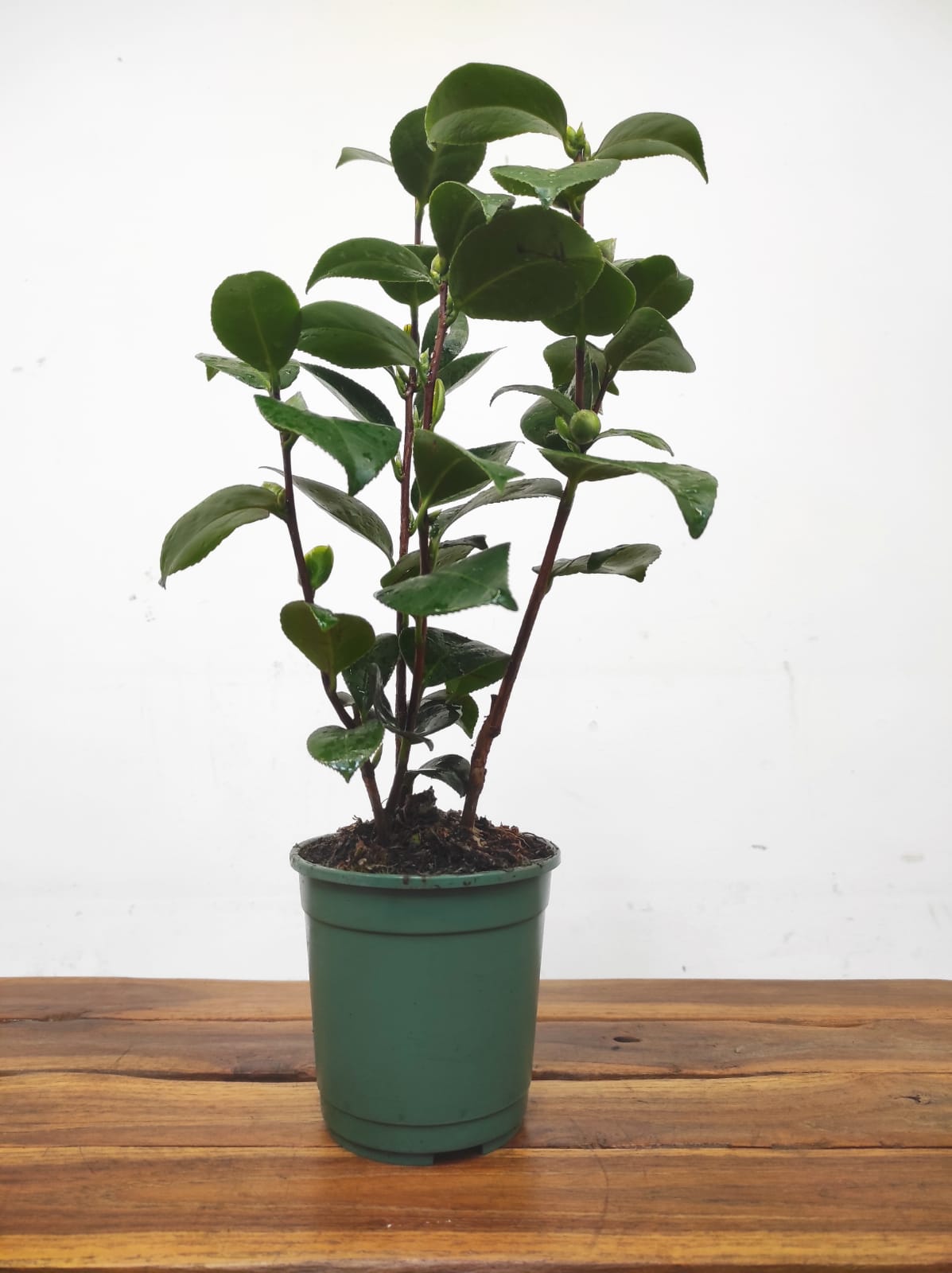 Camelia Japonica - Margaret Davis