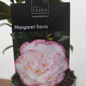 Camelia Japonica - Margaret Davis